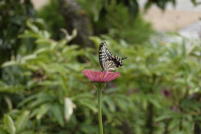的夸